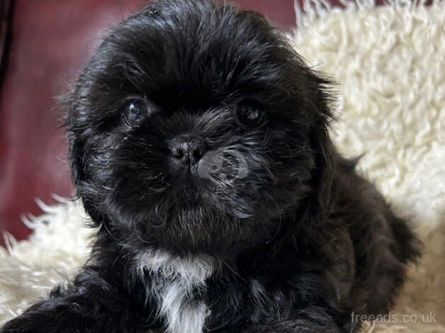 Karashishi Line Shih Tzu Puppies for sale in Pershore, Worcestershire - Image 3