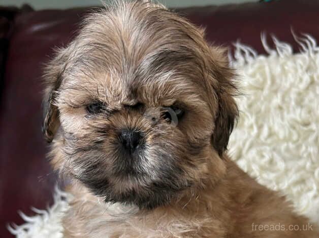 Karashishi Line Shih Tzu Puppies for sale in Pershore, Worcestershire - Image 4