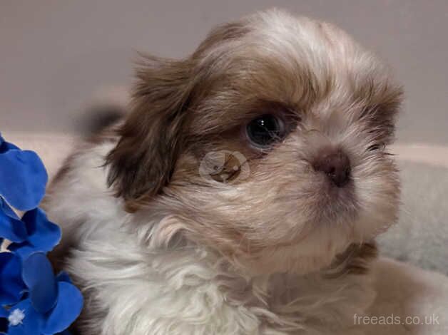 KC Imperial Shihtzu males ready now for sale in Bromley, Bromley, Greater London