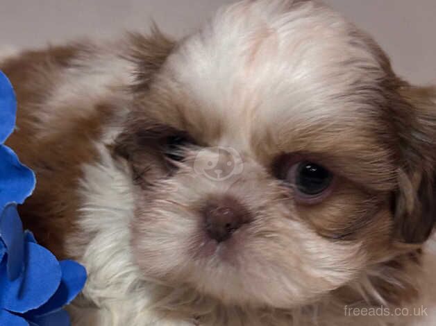 KC Imperial Shihtzu males ready now for sale in Bromley, Bromley, Greater London - Image 2