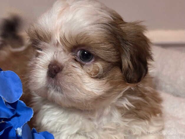 KC Imperial Shihtzu males ready now for sale in Bromley, Bromley, Greater London - Image 3