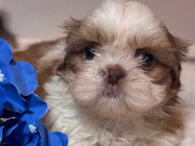 KC Imperial Shihtzu males ready now for sale in Bromley, Bromley, Greater London - Image 4