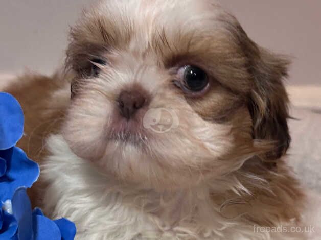 KC Imperial Shihtzu males ready now for sale in Bromley, Bromley, Greater London - Image 5