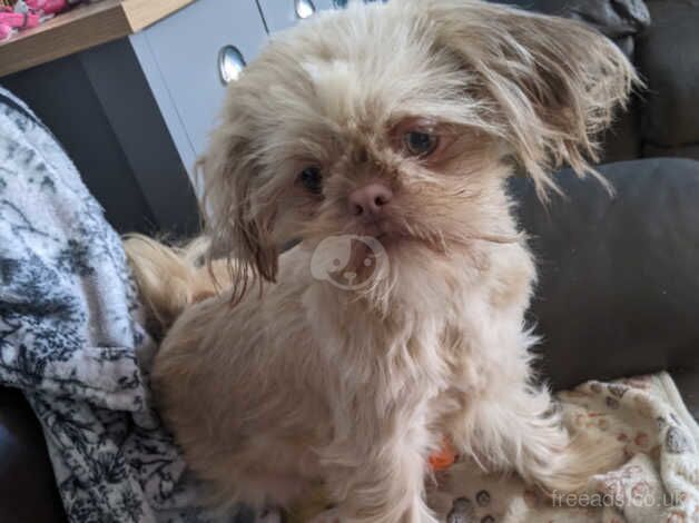 Kc registered female shih tzu for sale in Bridlington, East Riding of Yorkshire - Image 2