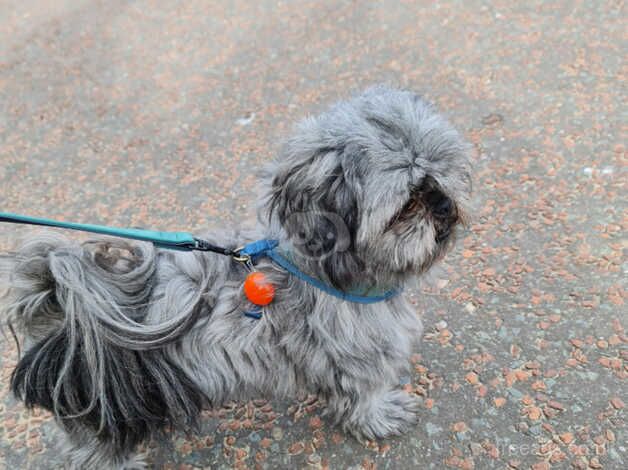 Kc registered shih tzu girl for sale in Frodsham, Cheshire - Image 2