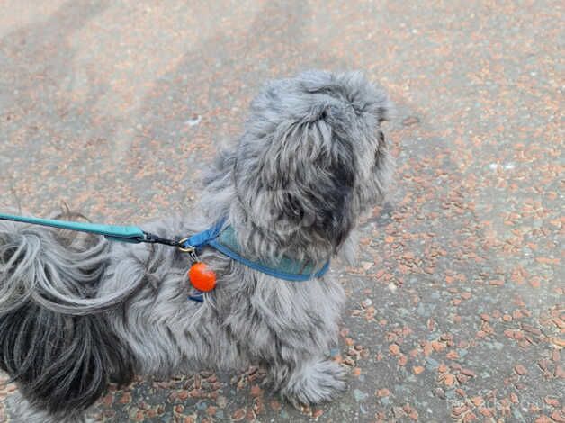 Kc registered shih tzu girl for sale in Frodsham, Cheshire - Image 3