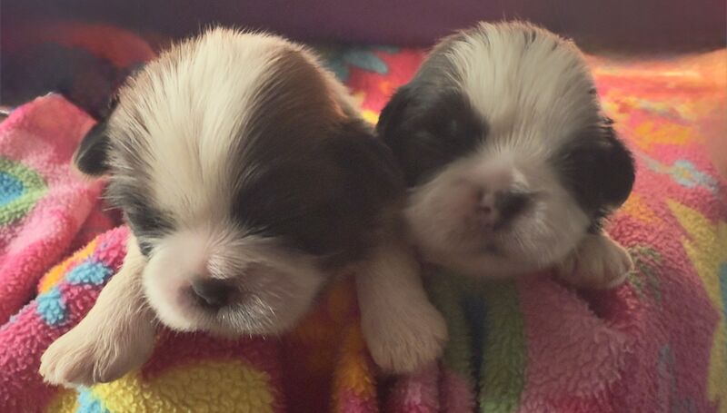 Kc Shih Tzu boy and girl 14 dna health tested clear for sale in Pudsey, West Yorkshire