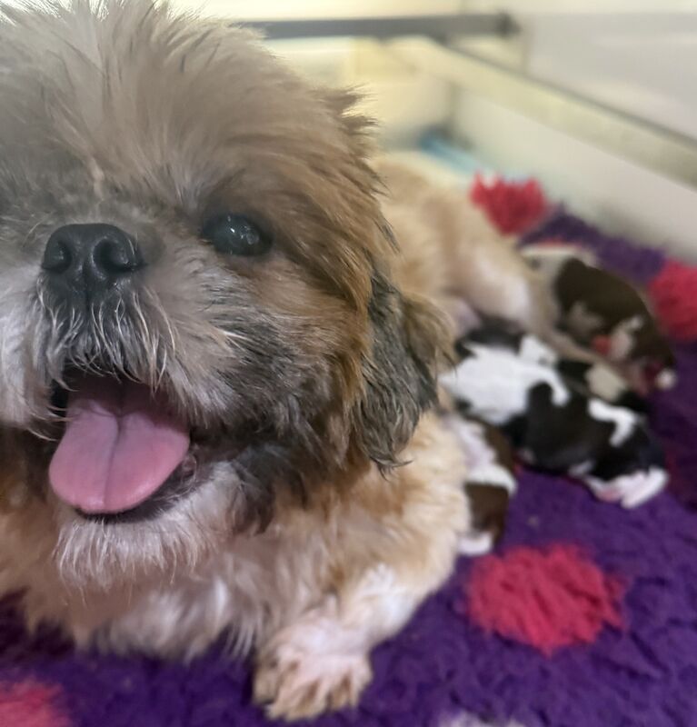 Kc Shih Tzu boy and girl 14 dna health tested clear for sale in Pudsey, West Yorkshire - Image 2