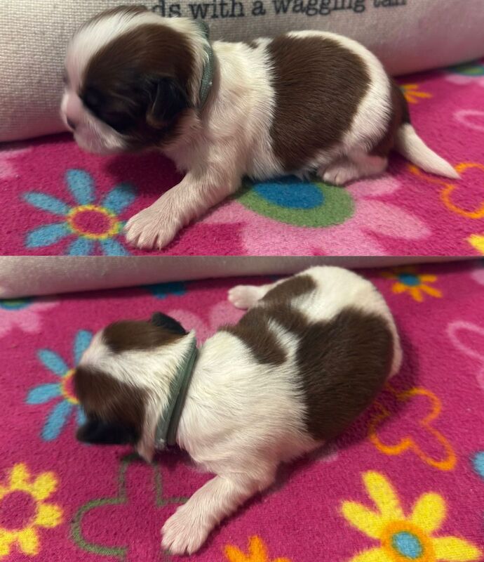 Kc Shih Tzu boy and girl 14 dna health tested clear for sale in Pudsey, West Yorkshire - Image 3