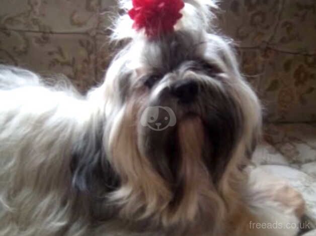 LAST Shih tzu boy for sale in Newark-on-Trent, Nottinghamshire