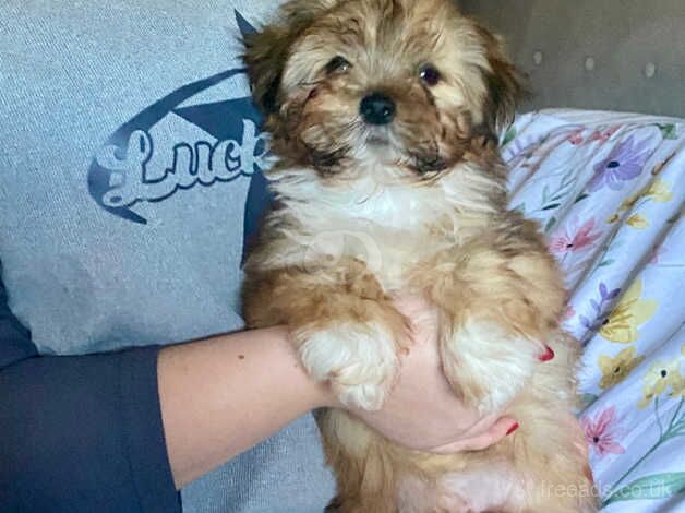 LAST Shih tzu boy for sale in Newark-on-Trent, Nottinghamshire - Image 3