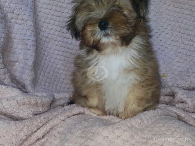 LAST Shih tzu boy for sale in Newark-on-Trent, Nottinghamshire - Image 5