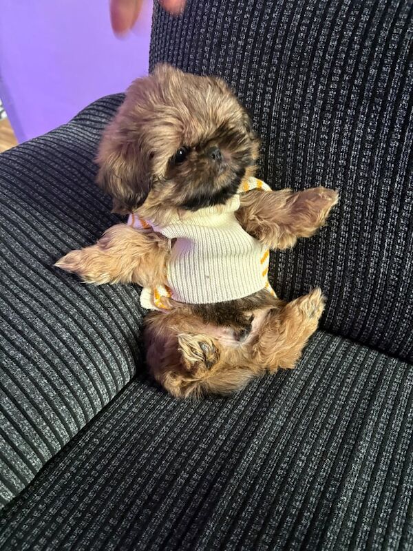 Lexy shih-tzu imperial puppy for sale in Gateshead, Tyne and Wear