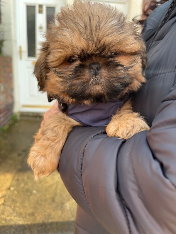 Lexy shih-tzu imperial puppy for sale in Gateshead, Tyne and Wear - Image 2