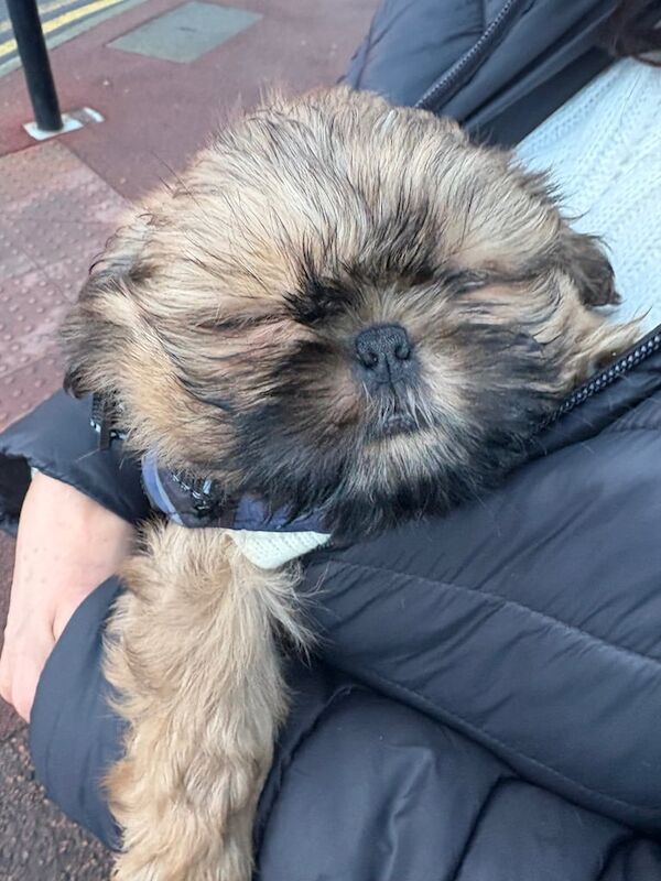 Lexy shih-tzu imperial puppy for sale in Gateshead, Tyne and Wear - Image 3