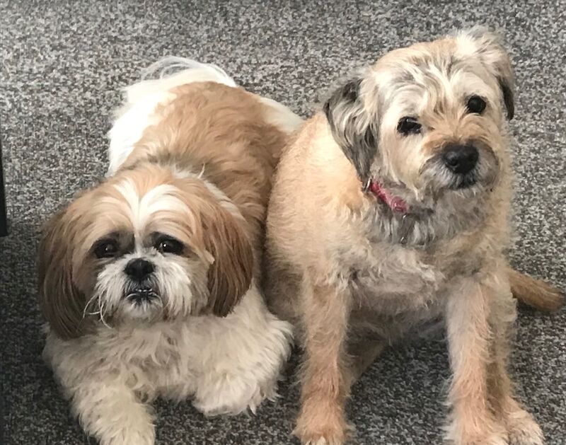 Looking for adult Shit tzu for sale in Sunderland, Tyne and Wear