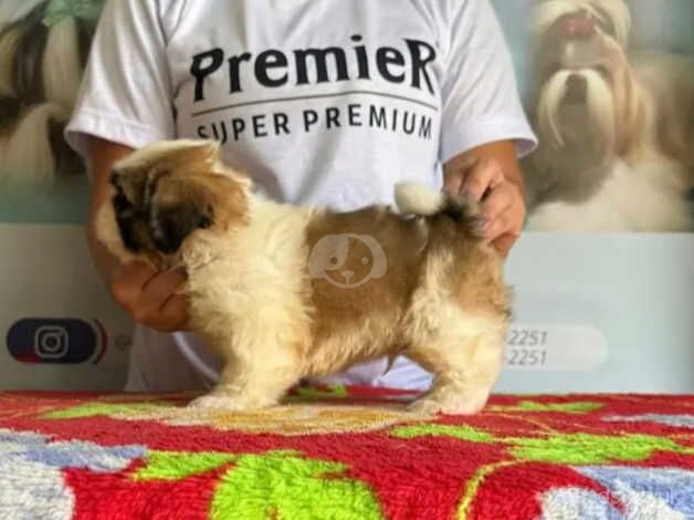 Luna's litter of Shih Tzu puppies for sale in Slough, Berkshire - Image 3