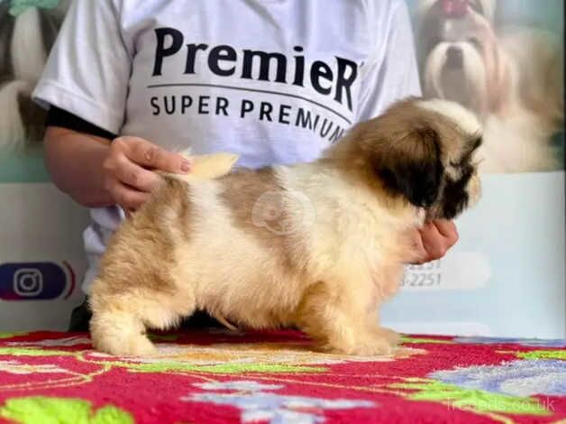 Luna's litter of Shih Tzu puppies for sale in Slough, Berkshire - Image 4