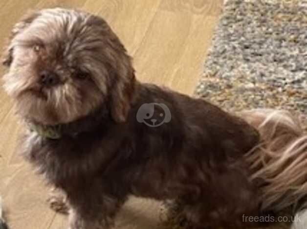 male shih-tzu for sale in Lincoln, Lincolnshire - Image 1