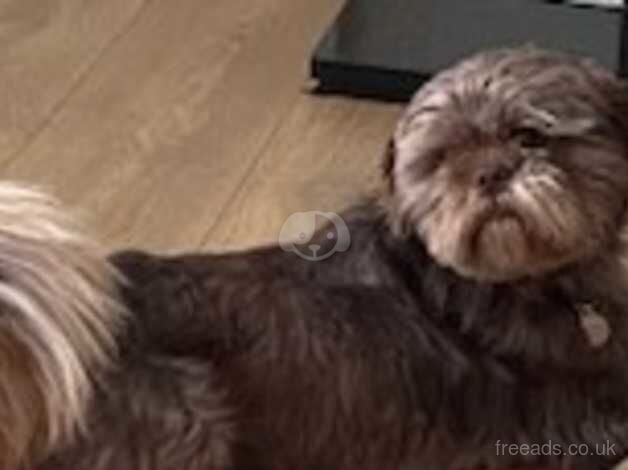 male shih-tzu for sale in Lincoln, Lincolnshire - Image 2