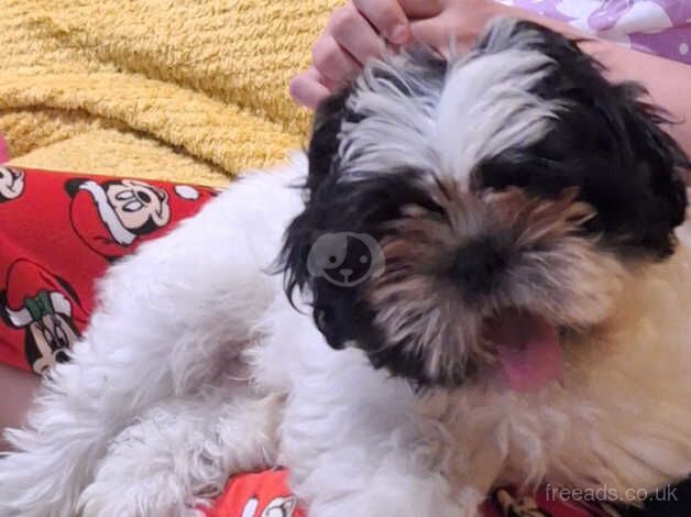 Male shih tzu pup for sale in Denny, Falkirk - Image 1