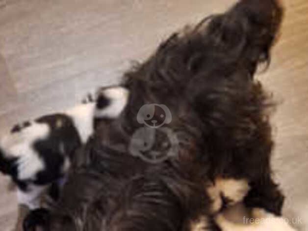 Male shih tzu pup for sale in Denny, Falkirk - Image 3