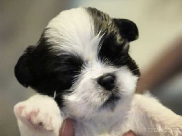 Male shih tzu pups for sale in Oldham, Greater Manchester