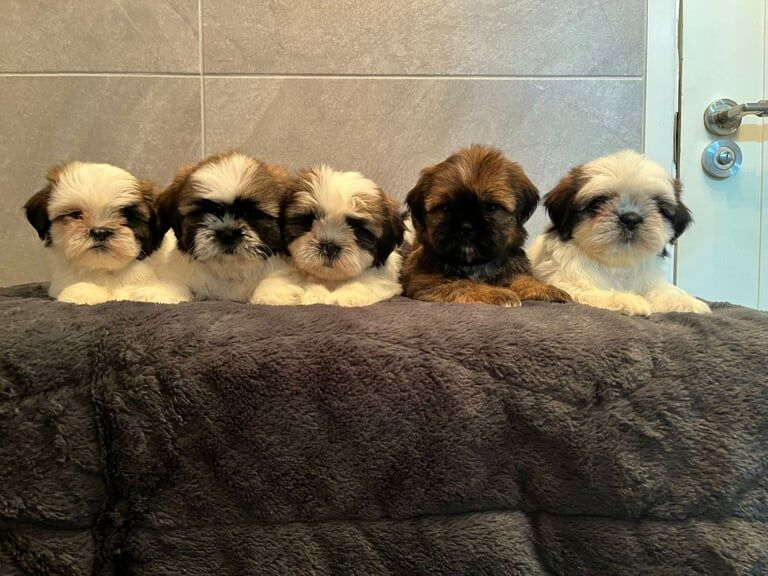 Miniature Shih Tzu Puppies for sale in Ballyclare, County Antrim