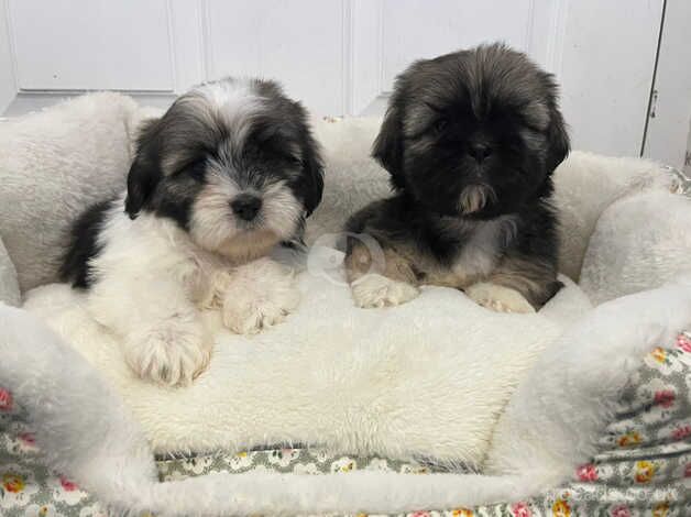 Miniature shih Tzu puppies for sale in Lisburn, Down - Image 1