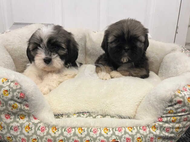 Miniature shih Tzu puppies for sale in Lisburn, Down - Image 2