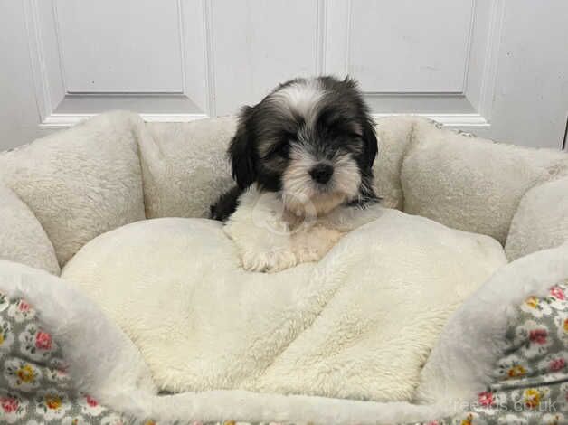 Miniature shih Tzu puppies for sale in Lisburn, Down - Image 3