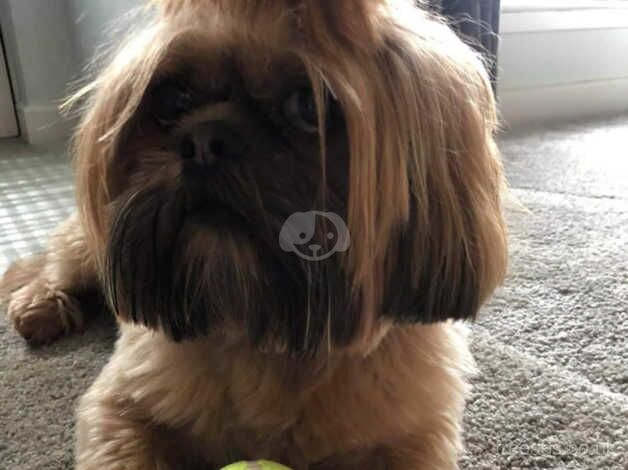 Miniature shih Tzu puppies for sale in Lisburn, Down - Image 5