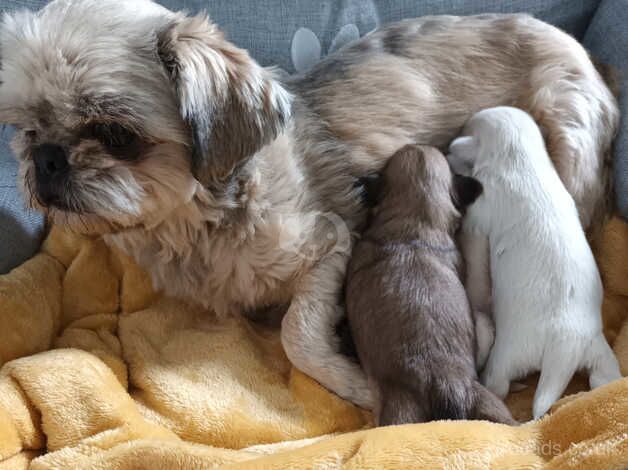 Miniature tiny shih tzu puppies for sale in Caernarfon, Gwynedd - Image 2