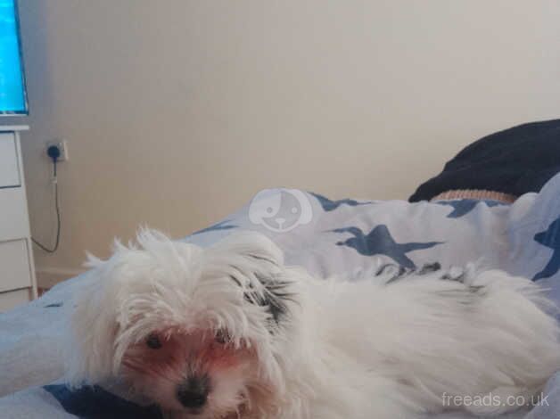 My beautiful shih tzus 6 months old loves walking playing with other dog and people puppy pad trained for sale in Stockton-on-Tees, County Durham - Image 2