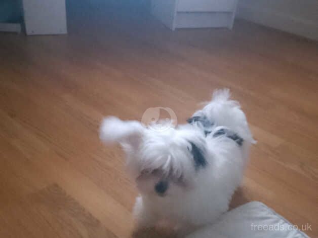 My beautiful shih tzus 6 months old loves walking playing with other dog and people puppy pad trained for sale in Stockton-on-Tees, County Durham - Image 3