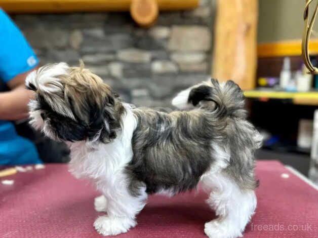 One adorable little shih tzu girl for sale in Slough, Berkshire