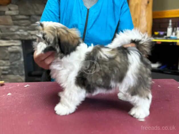 One adorable little shih tzu girl for sale in Slough, Berkshire - Image 2