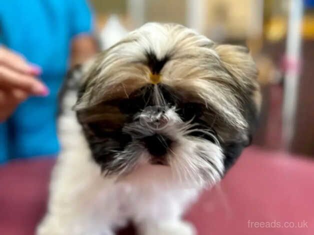 One adorable little shih tzu girl for sale in Slough, Berkshire - Image 3