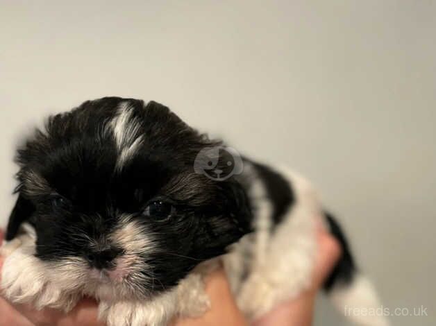 One Boy and One Girl left for sale in Epsom, Surrey - Image 3