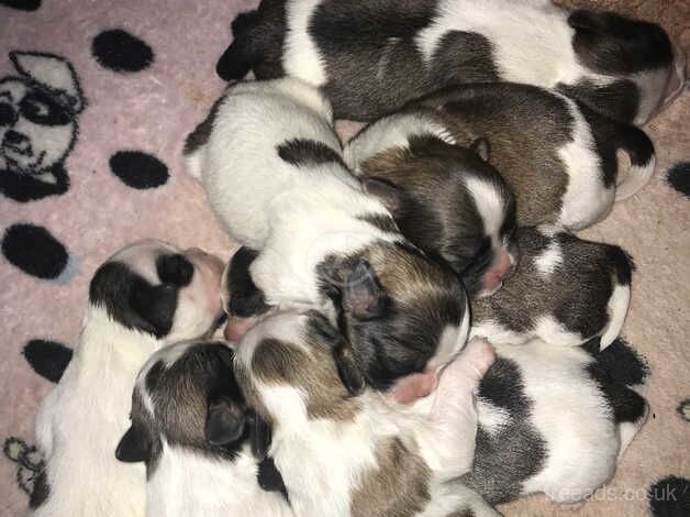 One of a kind imperial Shih t zu puppies for sale in Birmingham, West Midlands - Image 4