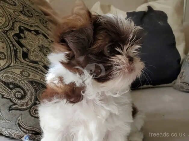 One Pure Bred Shih Tzu Male for sale in Norwich, Norfolk