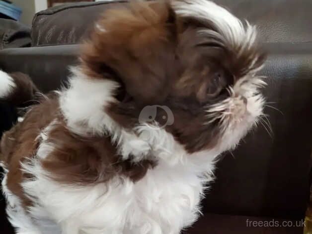 One Pure Bred Shih Tzu Male for sale in Norwich, Norfolk - Image 2