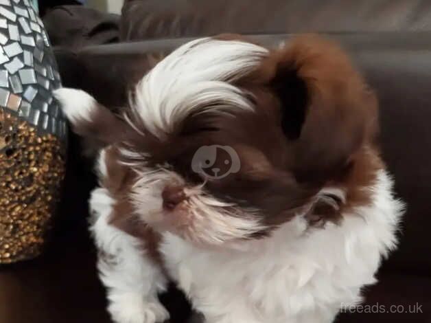 One Pure Bred Shih Tzu Male for sale in Norwich, Norfolk - Image 3