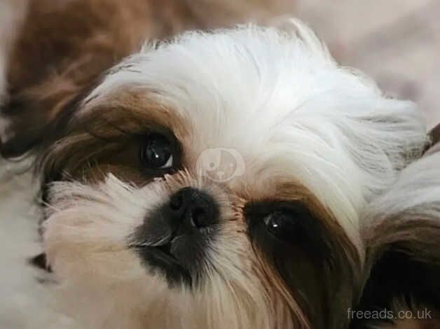 One Pure Bred Shih Tzu Male for sale in Norwich, Norfolk - Image 5