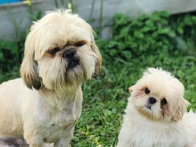 Our adorable shih tzu girl at 11 weeks (Little Update) for sale in Canvey Island, Essex