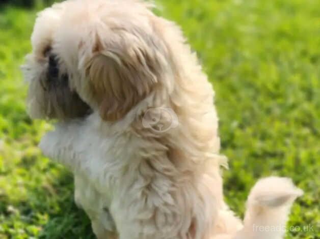 Our adorable shih tzu girl at 11 weeks (Little Update) for sale in Canvey Island, Essex - Image 2