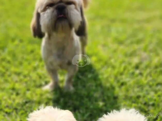 Our adorable shih tzu girl at 11 weeks (Little Update) for sale in Canvey Island, Essex - Image 3