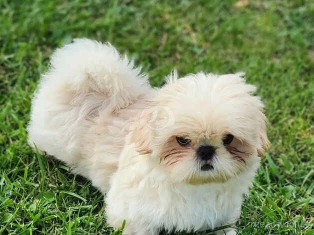 Our adorable shih tzu girl at 11 weeks (Little Update) for sale in Canvey Island, Essex - Image 4