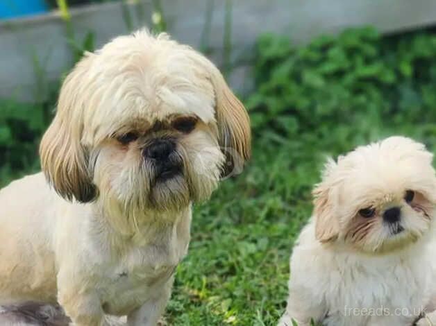 Our adorable shih tzu girl at 11 weeks (Little Update) for sale in Canvey Island, Essex - Image 5