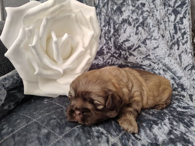 Outstanding litter of Shih tzu puppies for sale in Beverley, East Riding of Yorkshire - Image 2